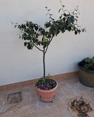 Alberello mele cotogne