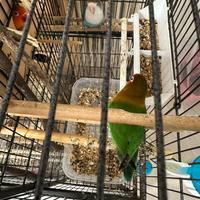 Inseparabili Fisher e calopsite