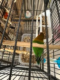 Inseparabili Fisher e calopsite