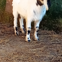 Caprette tibetane