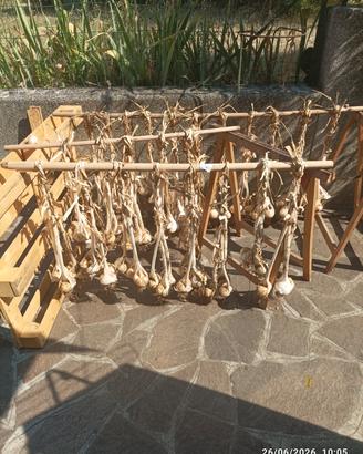 Bulbi di aglione per semina