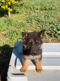 Cuccioli pastore tedesco