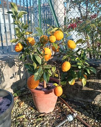 Cedro Rosso della Cina