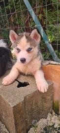 Siberian Hushy