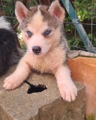 Siberian Hushy
