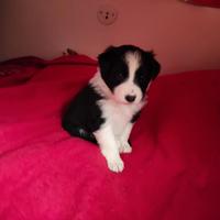 Cuccioli di Border Collie