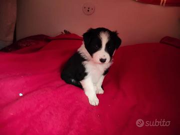 Cuccioli di Border Collie