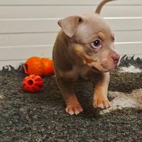 Cuccioli American bully pocket
