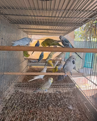 Pappagalli cocorite in molte mutazioni