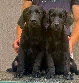 Cuccioli labrador color nero