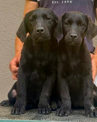 Cuccioli labrador color nero