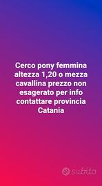 Pony 1,20 o mezza cavallina