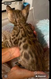 Cucciola gatto bengala