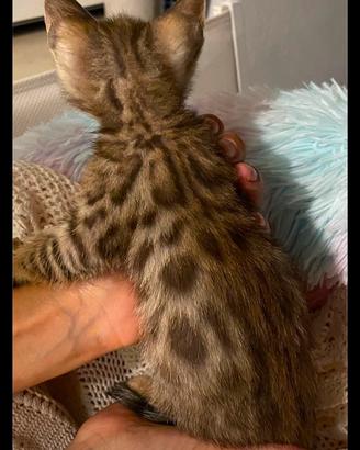 Cucciola gatto bengala