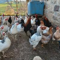 Galline razza sussex