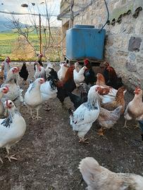 Galline razza sussex