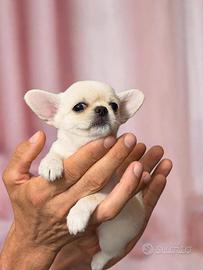Chihuahua