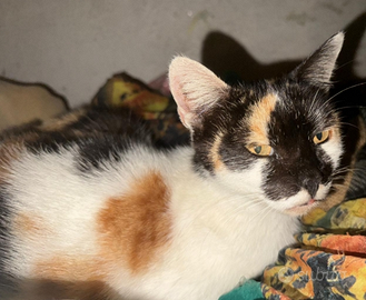 Gattina di 1 anno e mezzo