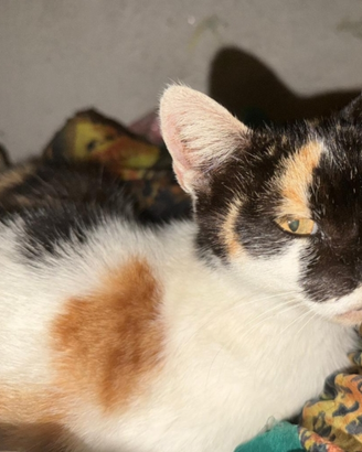 Gattina di 1 anno e mezzo
