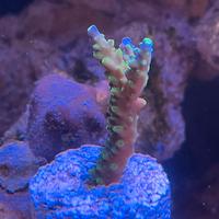 Frag acropora Jocker 5 cm