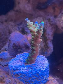 Frag acropora Jocker 5 cm
