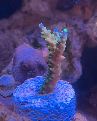 Frag acropora Jocker 5 cm