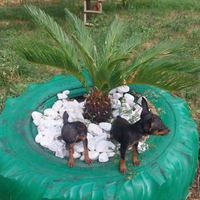 Pinscher nano