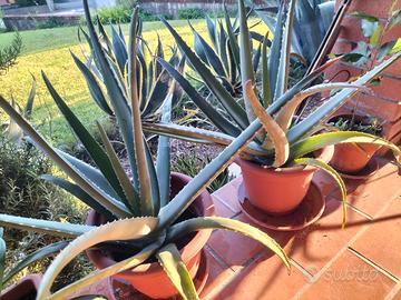aloe vera
