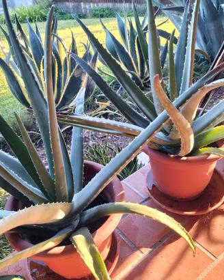 aloe vera