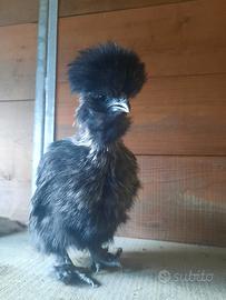 Gallina Moroseta Nera