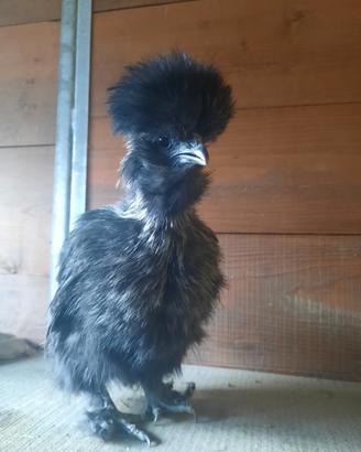 Gallina Moroseta Nera