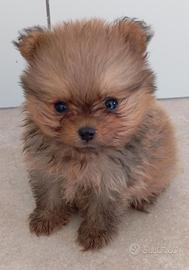 Volpini Pomerania con Pedigree
