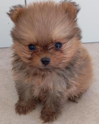 Volpini Pomerania con Pedigree