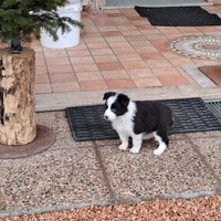 Cucciolo di border collie