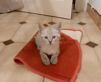 Gattini ragdoll e persiano