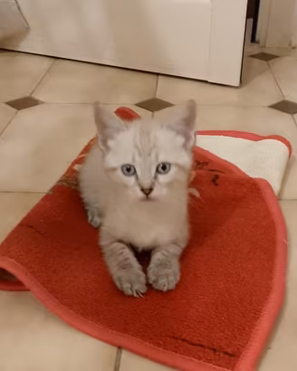 Gattini ragdoll e persiano