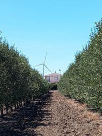 Oliveti e Fabbricati