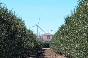 Oliveti e Fabbricati