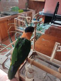 Caiicco maschio