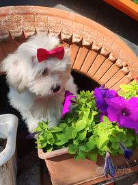 Chanel maltipoo Toy cucciola dolcissima