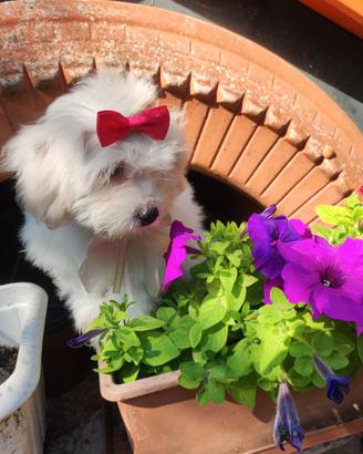 Chanel maltipoo Toy cucciola dolcissima