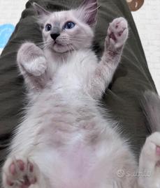ragdoll