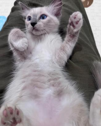 ragdoll