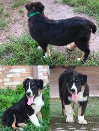Australian shepherd