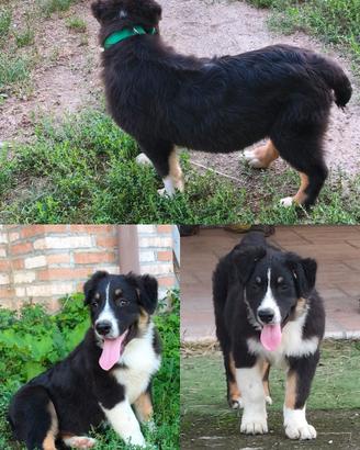 Australian shepherd