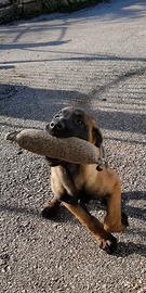 Pastori Belga Malinois