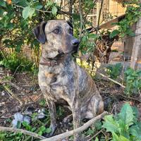 Cane delle Canarie