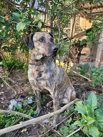 Cane delle Canarie