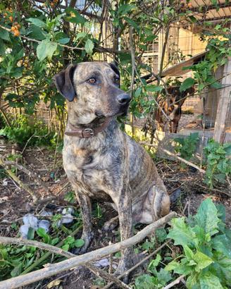 Cane delle Canarie