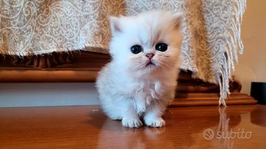 cuccioli Gatto Persiano Chinchillà 